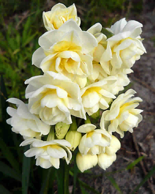 Narcisses Erlicheer