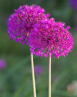 Allium Purple Sensation