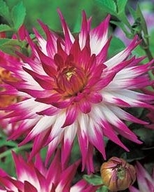 Dahlia Cactus Dutch Explosion