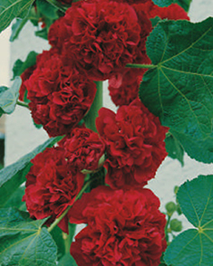 Rose trÃ©miÃ¨re Rouge
