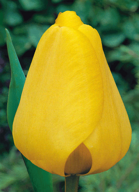 Tulipe Golden Apeldoorn