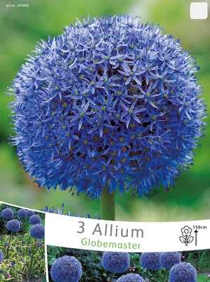 Allium-Ail d'ornement Globemaster