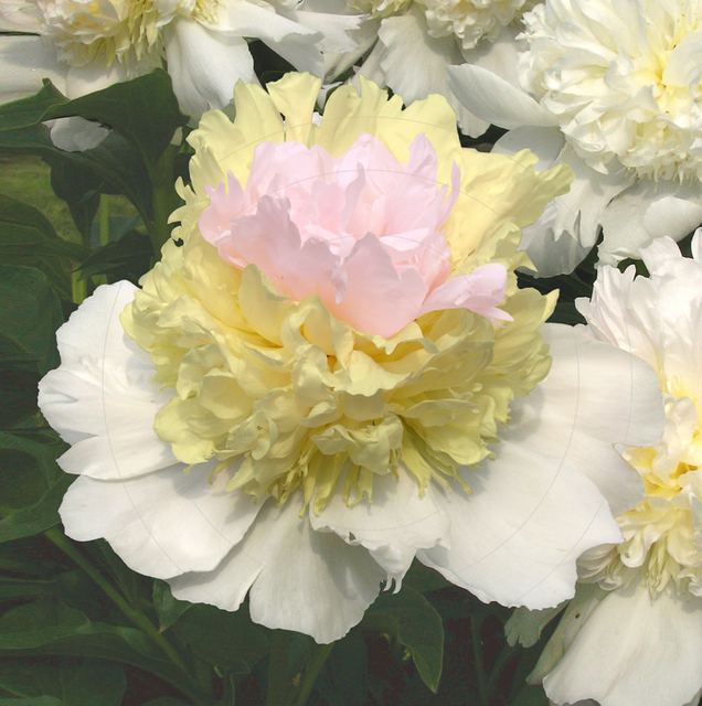 Rose Pivoine Top Brass