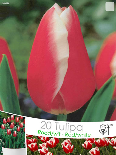 Tulipa Triumph Rouge-Blanc