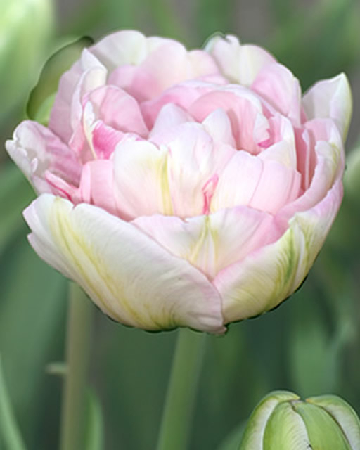 Tulipes Angelique (en vrac)