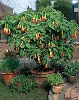 Trompette des anges (brugmansia) rouge (Plante en Pot)
