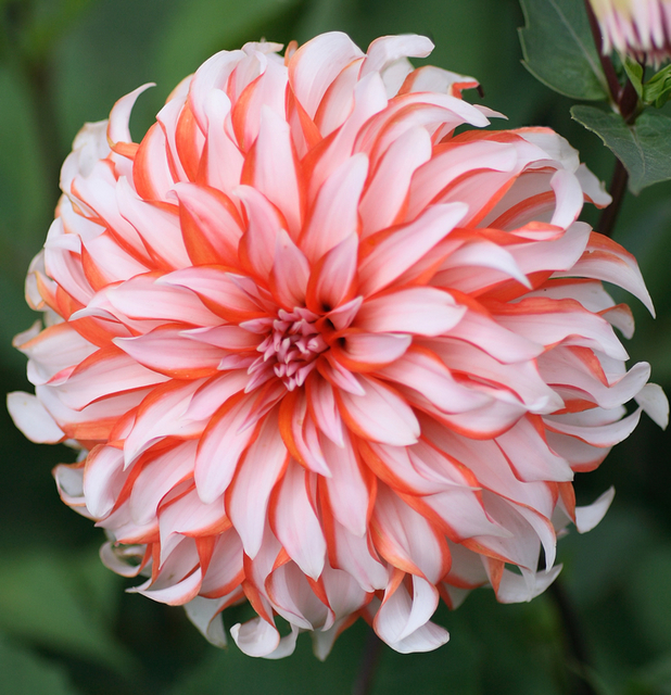 Dahlia Decorative Santa Claus