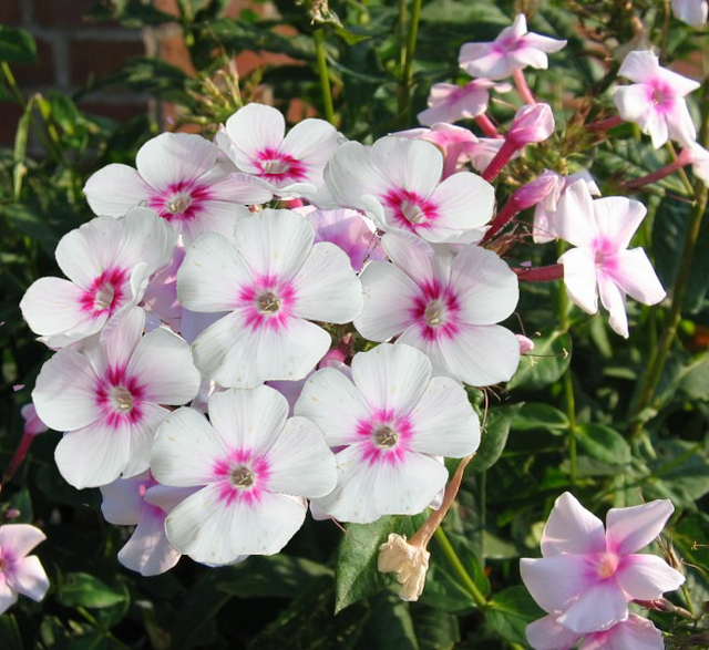 Phlox paniculata Europa