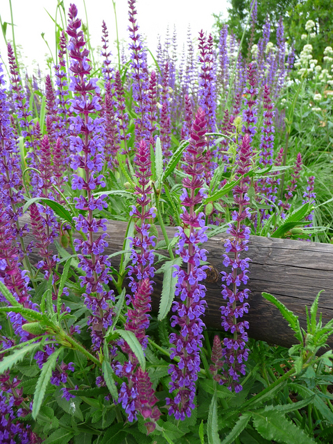 Sauge Caradonna - Salvia Nemorosa