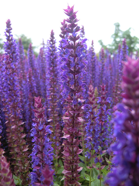 Sauge Ostfriesland - Salvia Nemorosa
