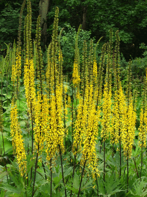Ligulaire de Chine (Ligularia przewalskii)