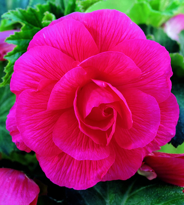 Begonia Double Rose