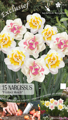Pack de bulbes de fleur Narcisse « Perfect Match »