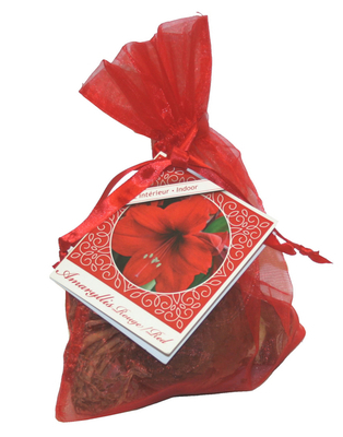 Amaryllis Noel Rouge