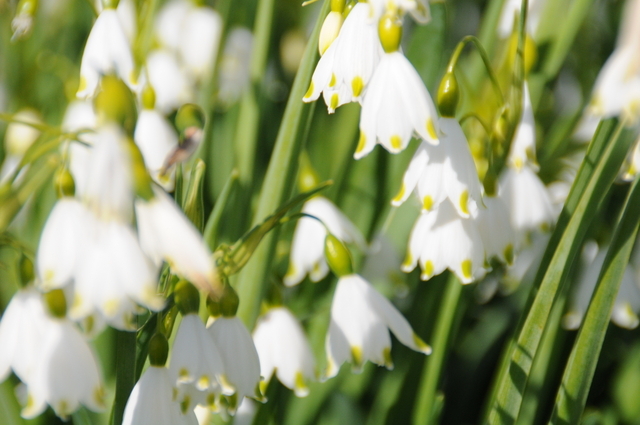 Leucojum Aestivum