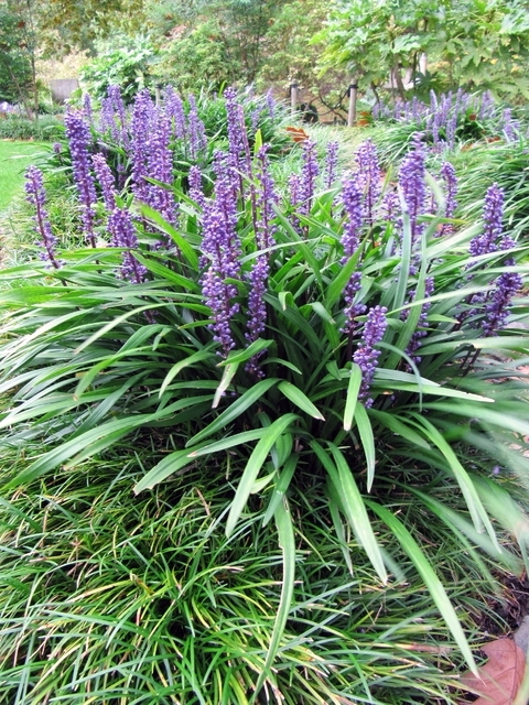 Liriope Muscari Ingwersen