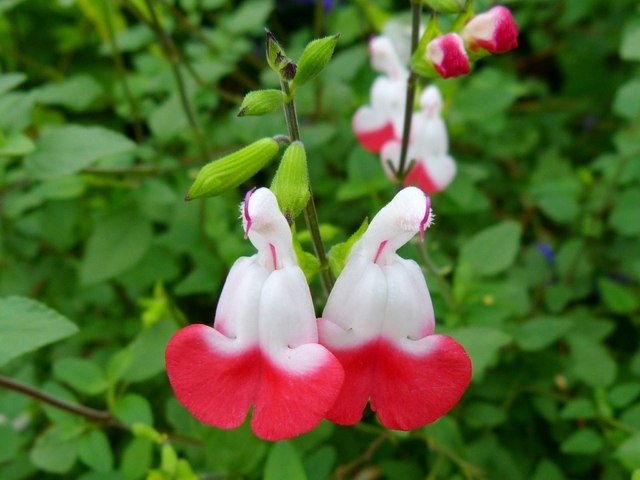 Salvia microphylla Â« Hot LipsÂ» (Sauge)