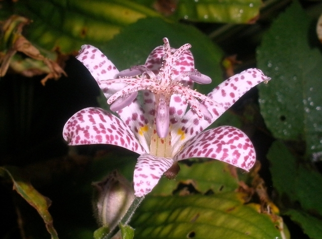 Lis des crapauds Â« Orchidee de jardin Tricyrtis hirta Â»