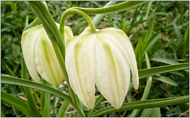 Fritillaire impériale Meleagris Blanc