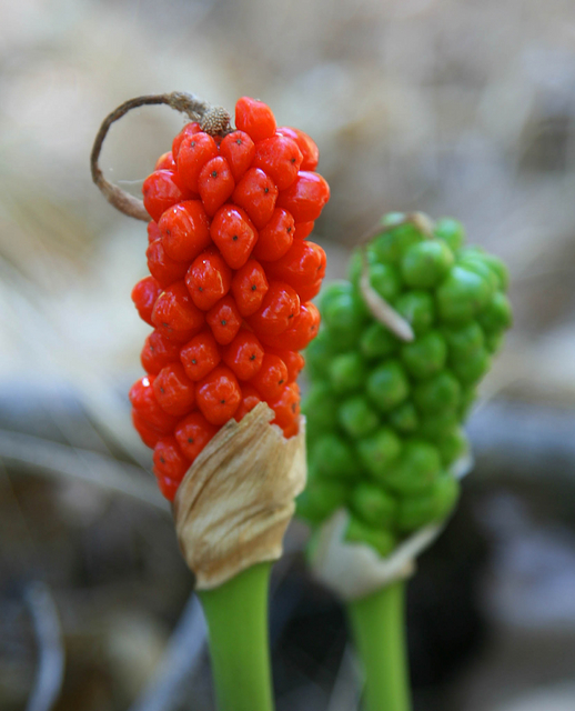 Arum Italicum â" Gouet dâItalie
