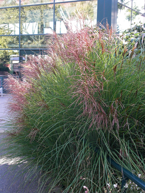 Eulalie, Roseau de Chine Gracillimus - Miscanthus Sinensis