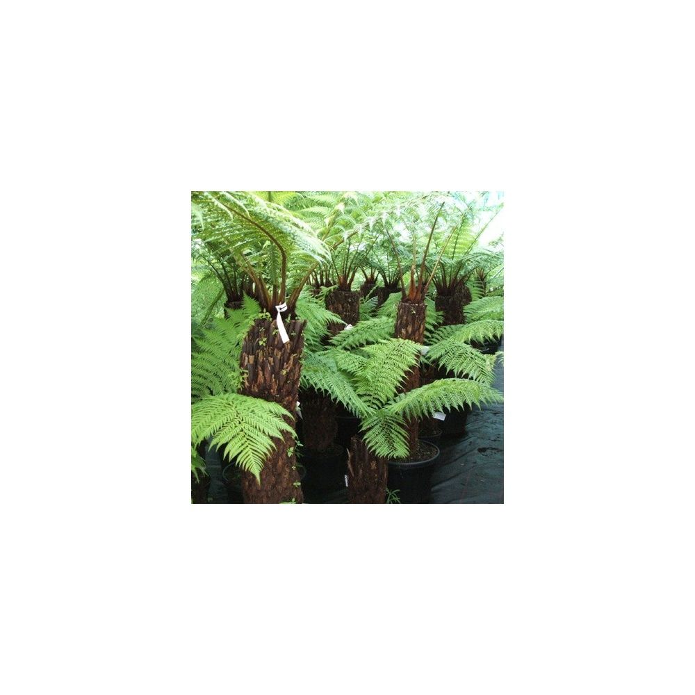 Fougère arborescente - Dicksonia antarctica