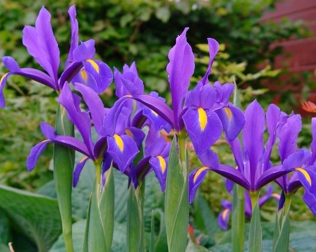Iris Hollandica Blue Magic