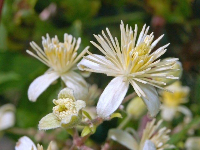 Clematis Vitalba - ClÃ©matite Des Haies