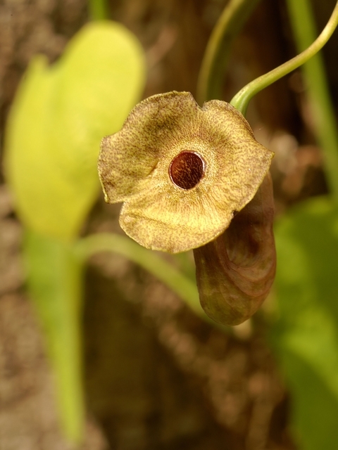 Aristolochia Durior - Macrophylla