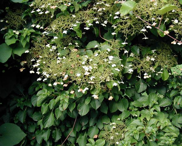 Hortensia Petiolaris - Hortensia Grimpant