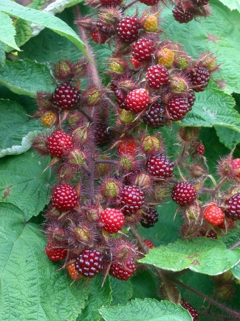Rubus Phoenicolasius - Raisin du Japon