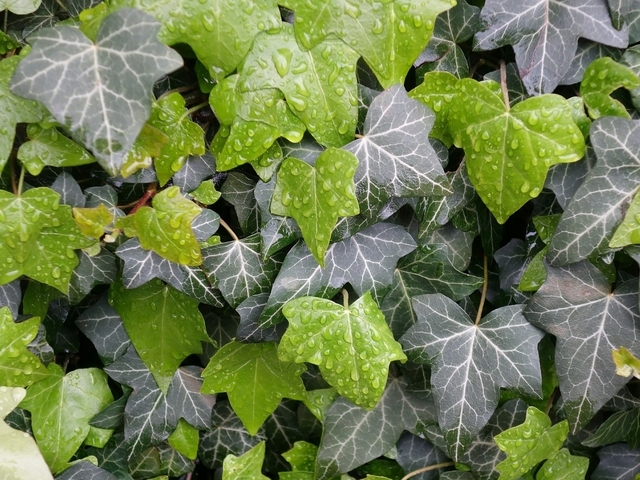 Lierre Hibernica (Hedera Hibernica) Pack de Six