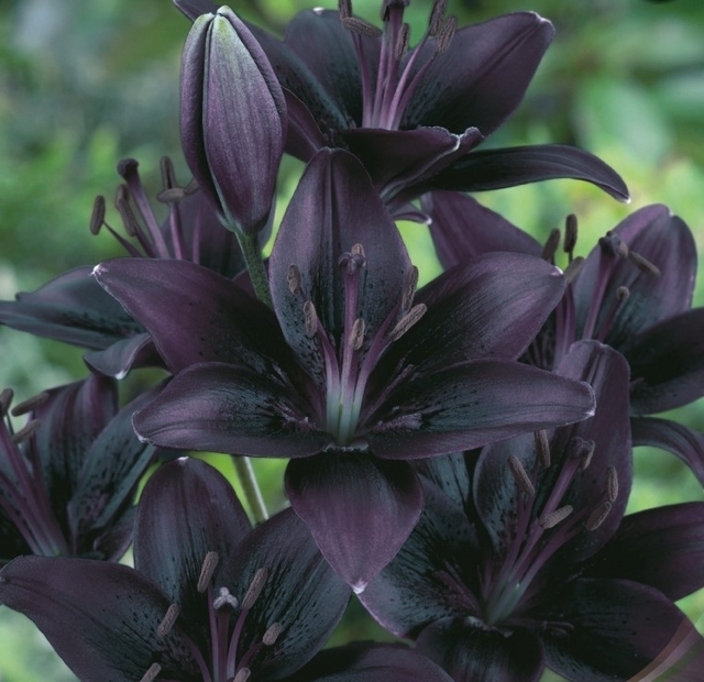 Lis Noir