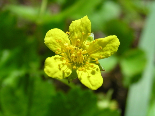 Fraise Barren (Waldsteinia ternata) (Pack de Six)