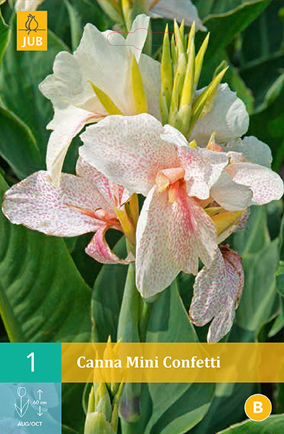 Canna Mini Blanche