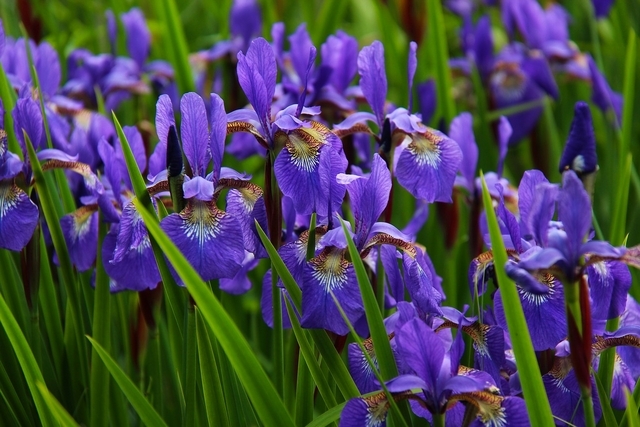 Iris d'Allemagne Alcazar - Iris Germanica