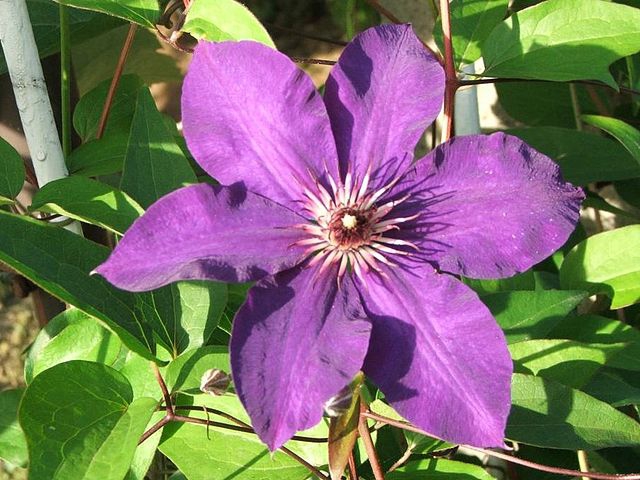 ClÃ©matite - Clematis Warszawska Nike