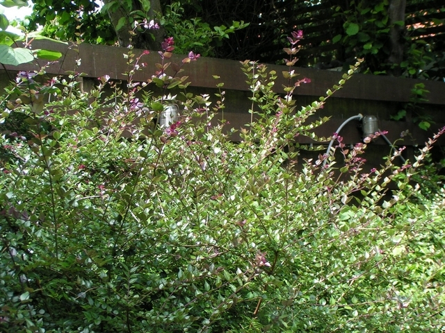 Lonicera Nitida MaigrÃ¼n - ChÃ¨vrefeuille