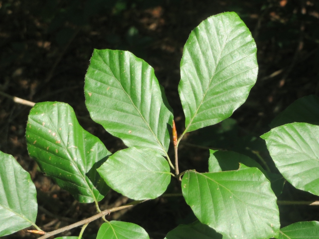 HÃªtre Commun / Fayard (Fagus Sylvatica) 10x