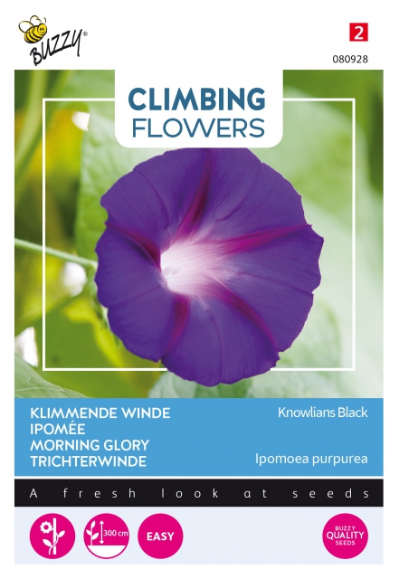 Plantes grimpantes Ipomoea Knowlians Noire