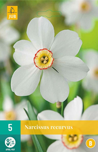Narcisse Recurvus