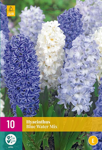 Jacinthes Blue Water Mix