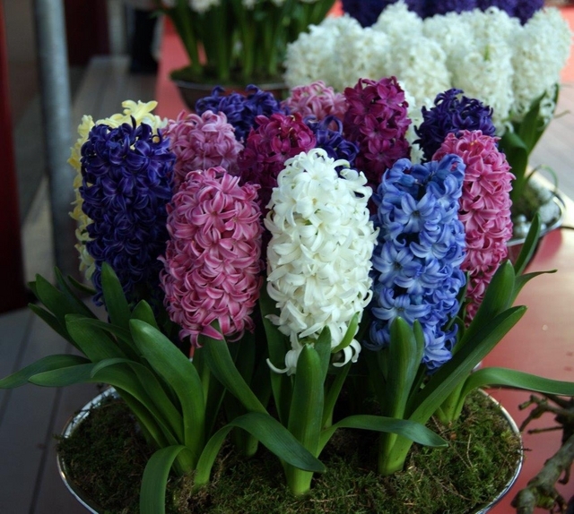 Jacinthes Fantaisie en MÃ©lange