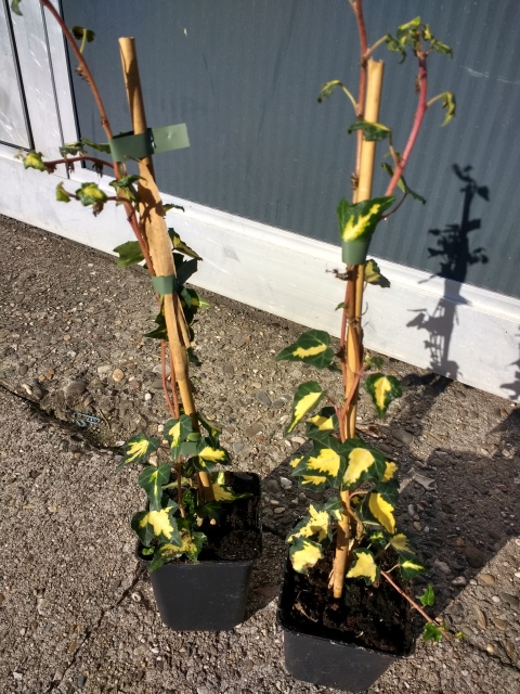 Lierre Goldheart - Hedera Helix