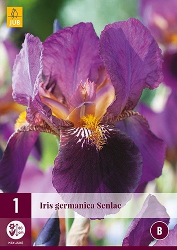 Iris Germanica Senlac