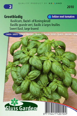 Basil Grand vert