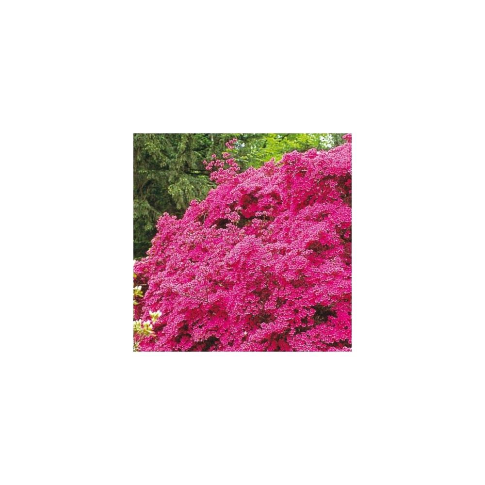 Azalée japonaise 'Amoena'