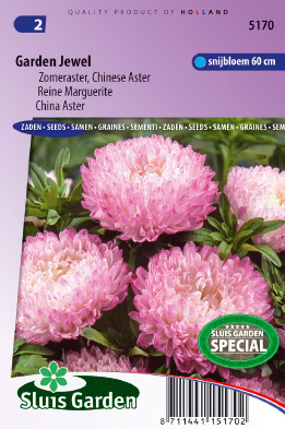 Reine Marguerite Garden Jewel Rose
