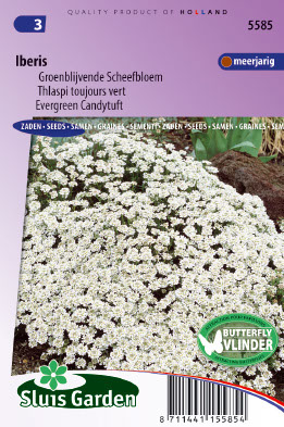 Thlaspi toujours vert, Blanc