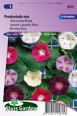 IpomÃ©e Ã  grandes fleurs en mÃ©lange